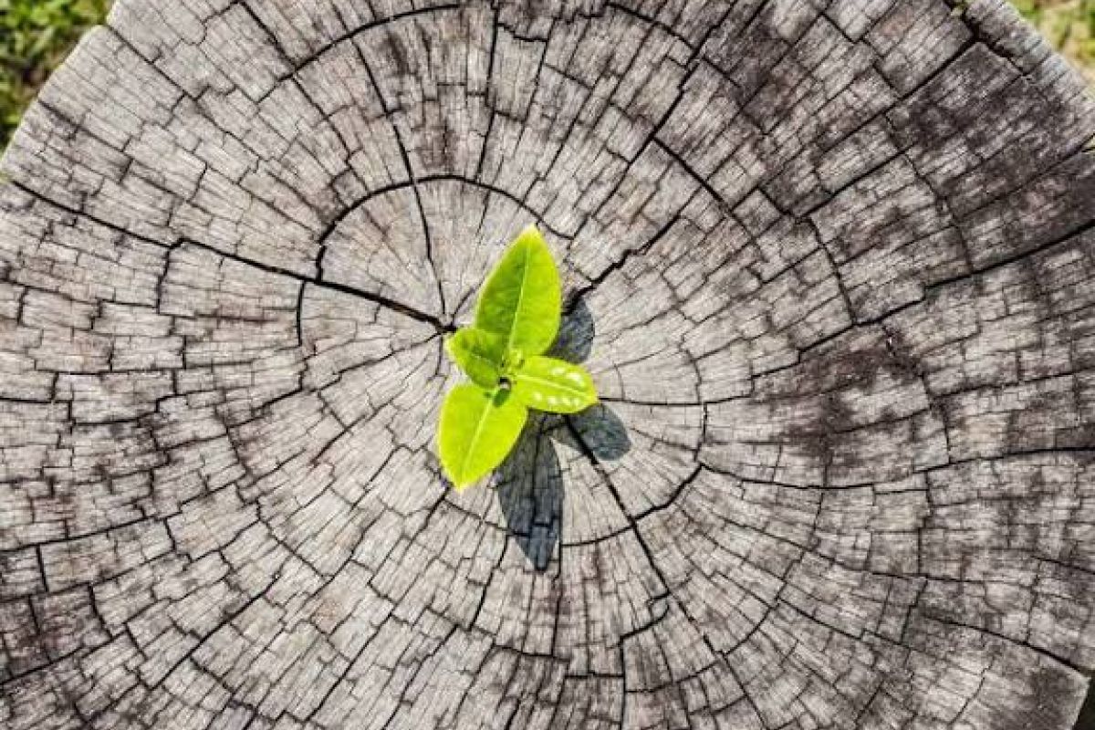 images/renewal.jpeg#joomlaImage://local-images/renewal.jpeg?width=576&height=438
