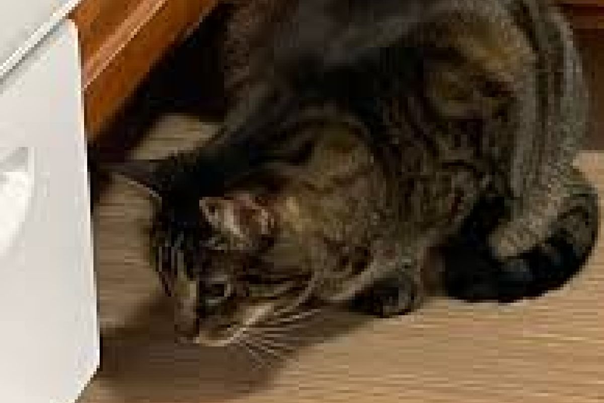 images/cat.jpeg#joomlaImage://local-images/cat.jpeg?width=194&height=259