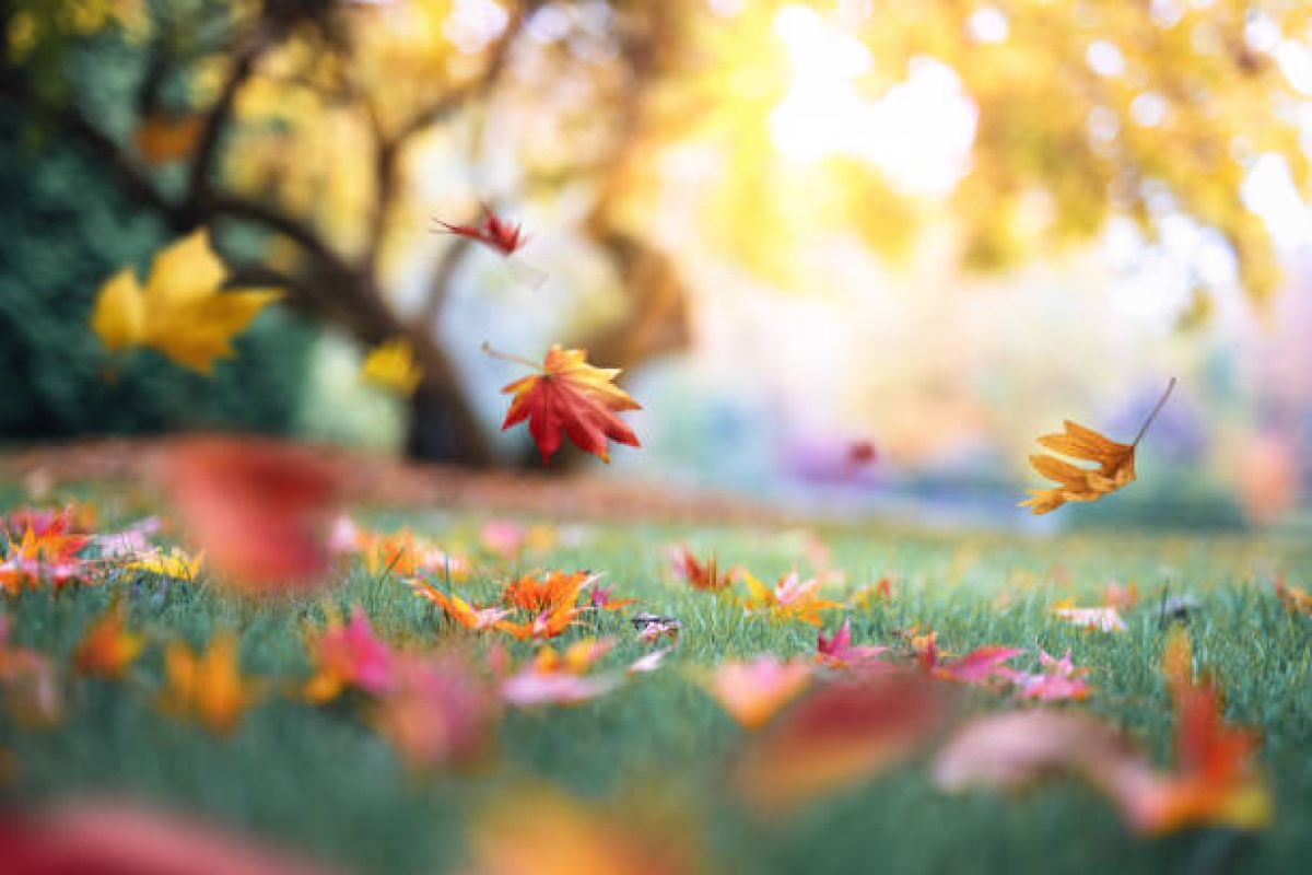 images/general-images/Autumn_leaves.jpg#joomlaImage://local-images/general-images/Autumn_leaves.jpg?width=612&height=408