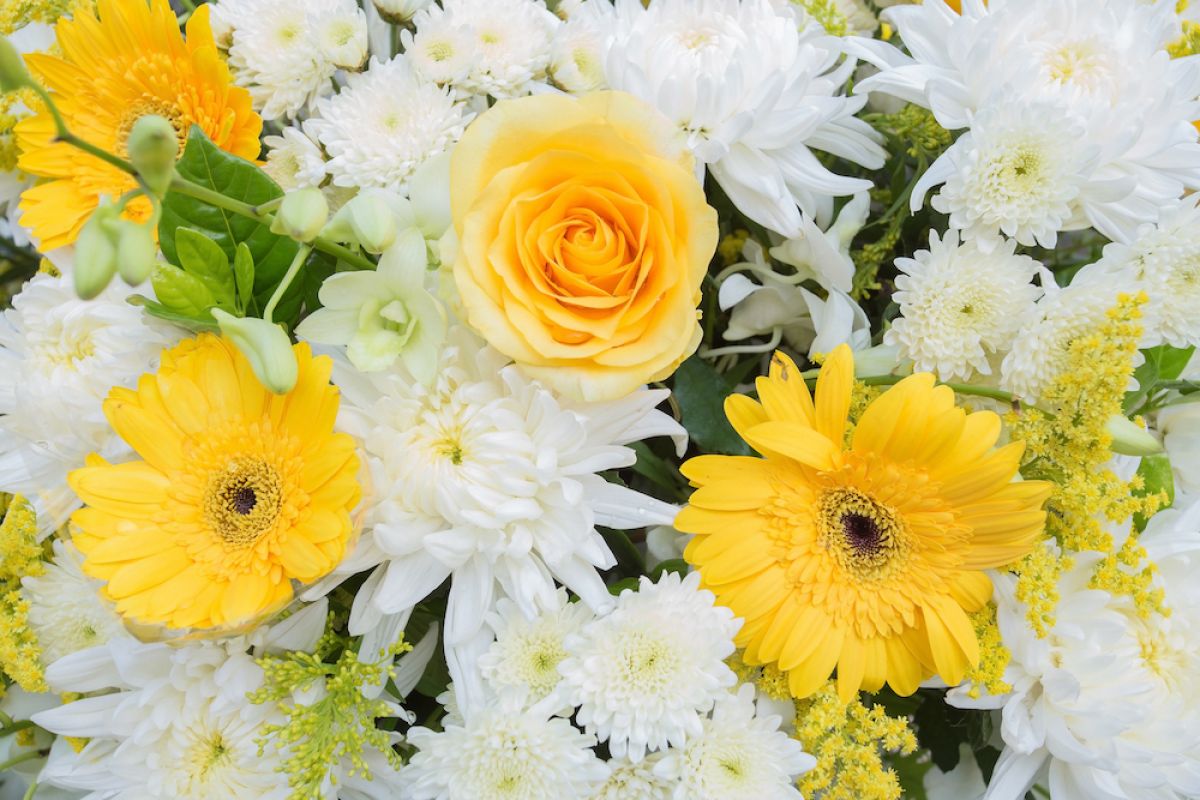 images/downloaded_media/vecteezy_yellow-and-white-chrysanthemum-flowers-rose-was-decorated_7290118_658.jpg#joomlaImage://local-images/downloaded_media/vecteezy_yellow-and-white-chrysanthemum-flowers-rose-was-decorated_7290118_658.jpg?width=1000&height=667