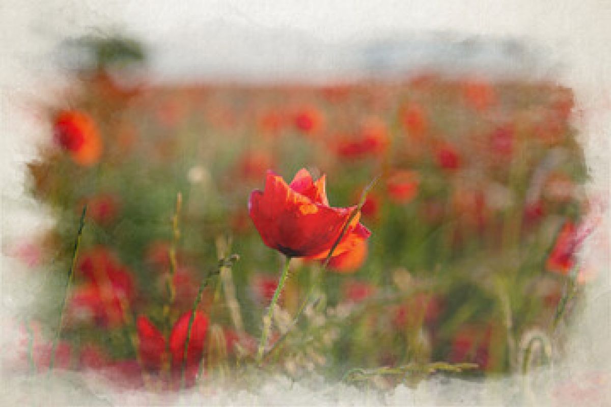 images/Remembrance_poppies.jpg#joomlaImage://local-images/Remembrance_poppies.jpg?width=359&height=240