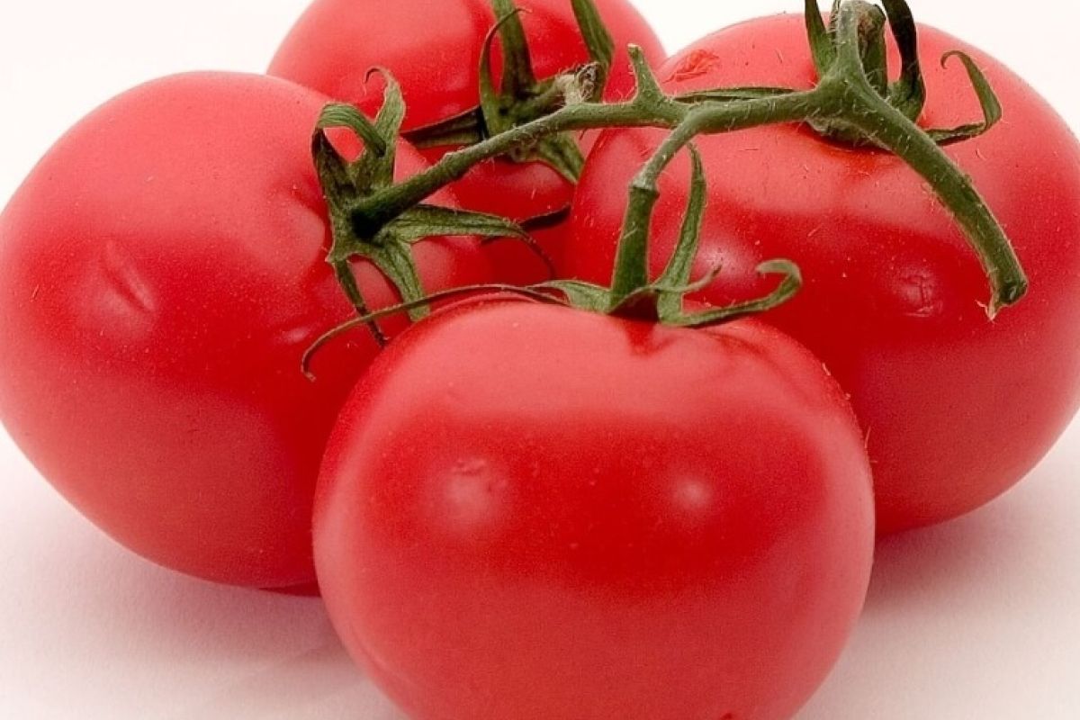 images/latest_news/blog/tomato_1.jpg